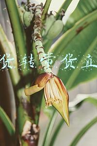 海虾干货怎么吃(大大的海虾干，炒菜、煲汤放几只，好鲜！)