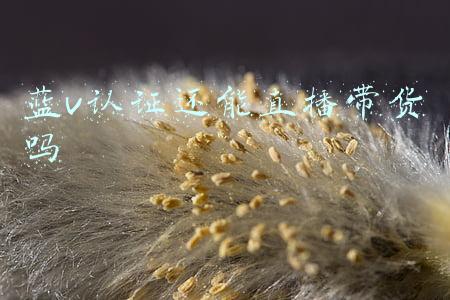 抖音直播蓝v认证(什么是抖音蓝V认证？需要提交哪些资料？)