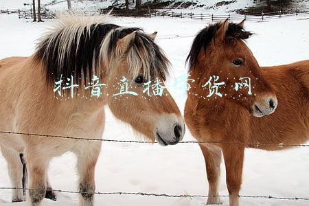 抖音直播带货网