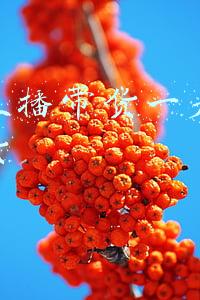 抖音直播带货从什么时候开始的(罗永浩4月1日开启抖音直播带货，广州欲培养1万名“李佳琦”，直播带货有多火爆？)
