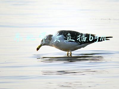 直播带货bgm(当你想拉货，你会想起谁？货拉拉神曲大挑战)