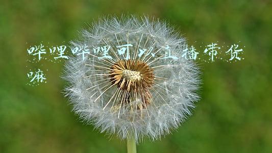 哔哩哔哩可以直播吗(B站哔哩哔哩举办2021直播年度盛典)