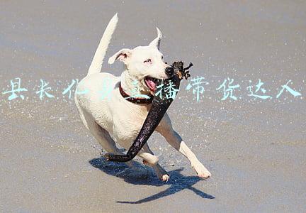 县长直播带货你怎么看(理性看待“县长直播卖货”)