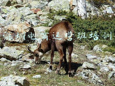 深圳电商运营班培训
