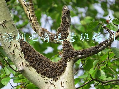 深圳电商运营平均工资(深圳中高端人才招聘平均年薪为23.14万元，五大领域出现招聘热)