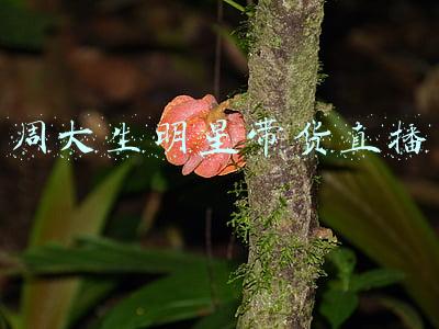 周大生明星带货直播
