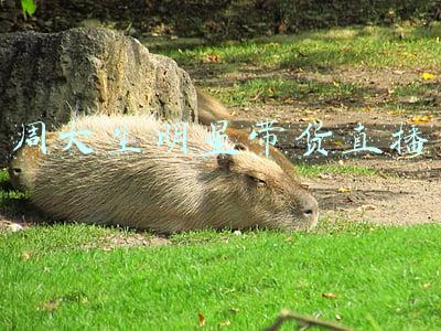 周大生钻戒价位(今天周大生黄金首饰价格行情(2018年12月21日）)