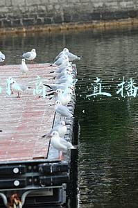 小程序直播带货(微信小程序直播火爆全网，它的六大优势你知道吗)