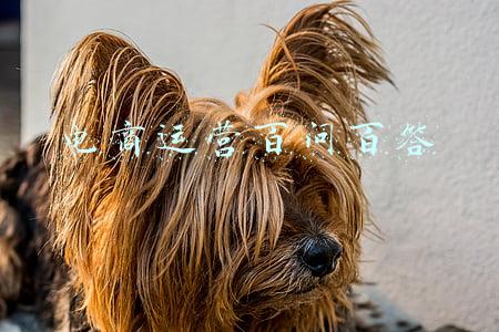 百问百答(「走向我们的2035·百问百答」“十四五”期间中国生态文明建设将实现哪些新进步？)