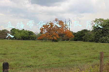 直播带货5人团队月收入 直播带货5人团队月收入