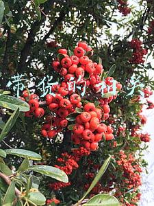 直播带货的相关数据
