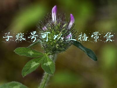 子账号可以直播带货