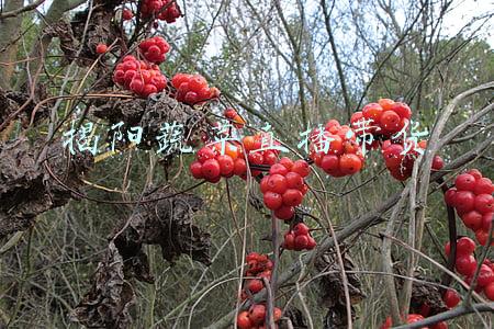揭阳蔬菜直播带货