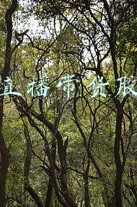 直播带货股份分配(揭秘网络主播避税思路！涉及收益分成、适用税率、公司股权......)