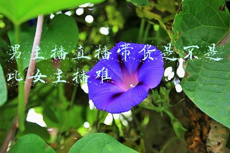 男主播直播带货是不是比女主播难