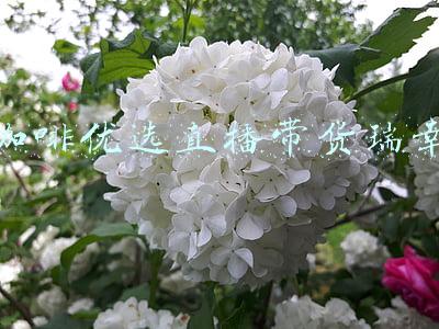 瑞幸咖啡直播制作过程(卖完咖啡又卖菜？被瑞幸赶走的陆正耀，又开始整活了)
