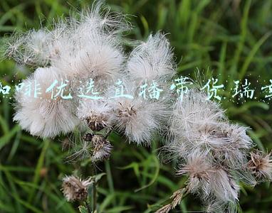 瑞幸咖啡加盟(瑞幸重新放开加盟：不收取加盟费，要求前期费用投入至少35万元)