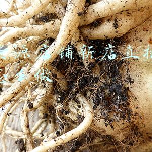 无货源店铺新店直播带货怎么做