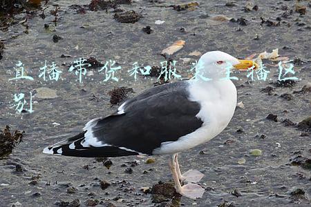 直播带货和服装主播区别