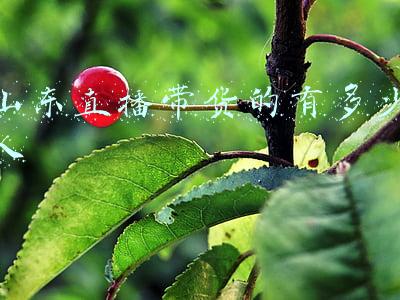 山东直播带货的有多少人