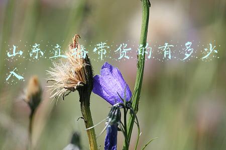 山东直播带货的有多少人