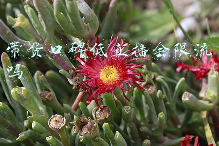 直播带货的局限性(销售额造假、产品价格明降暗涨，直播带货背后的痛点如何解决)