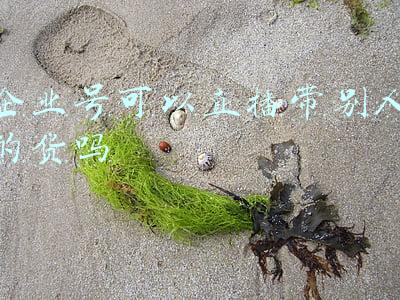 企业号可以直播带别人的货吗