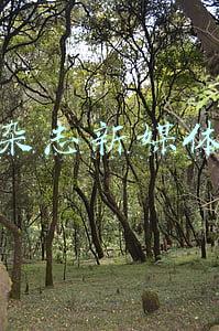 传统杂志新媒体运营