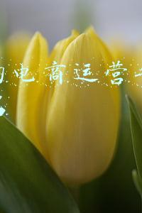 专业的电商运营平台哪家有名