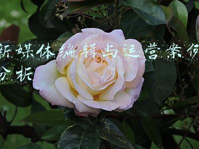 新媒体内容运营案例(盘点2021最戳人心的营销案例，值得每个品牌进来抄作业)