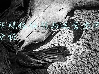 新媒体编辑与运营案例分析