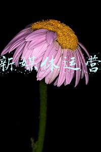 优秀新媒体运营文案