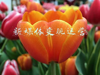 新媒体运营发展(企业新媒体运营的33条总结思考)