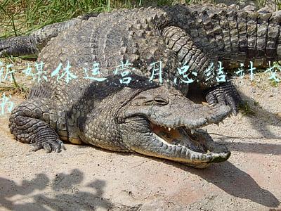 新媒体运营月总结和下月计划(新媒体运营内容总结)