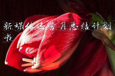 新媒体运营月总结计划书