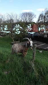 新媒体运营是网络推广吗
