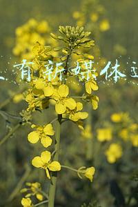 新媒体运营专业具体是干什么的(中小老板不学习好新媒体，未来路会越走越窄)