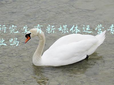 网络与新媒体研究生(吉林大学新闻学、传播学、网络与新媒体、新闻与传播考研信息汇总)