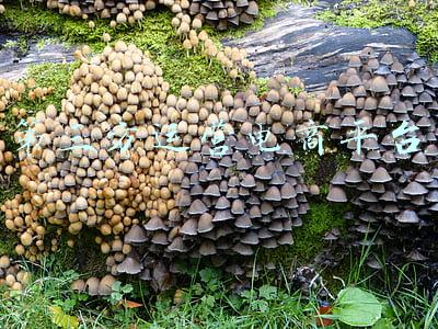 电子商务第三方服务平台(陆青｜电子商务平台经营者安全保障义务的规范构造)