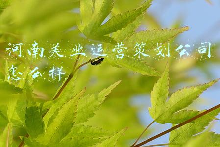 河南美业运营策划公司怎么样