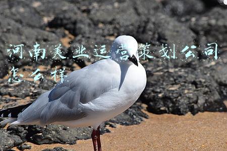河南美业运营策划公司怎么样