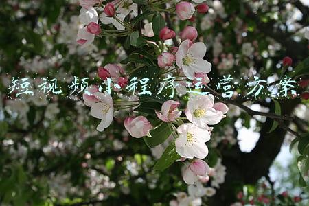 短视频小程序运营方案