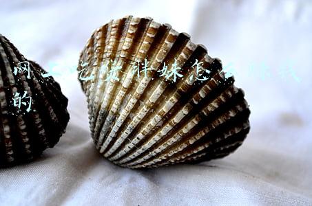 网上吃货胖妹怎么赚钱的