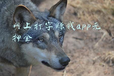 网上打字赚钱app无押金