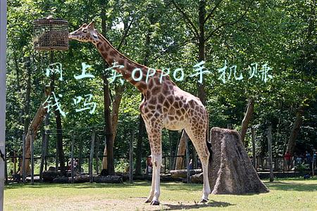 网上卖oppo手机赚钱吗
