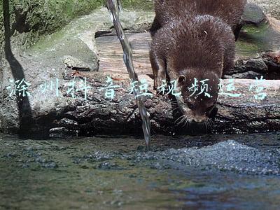滁州抖音短视频运营