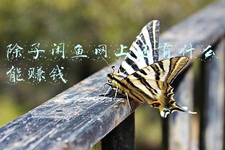 闲鱼平台赚的是什么钱(这份闲鱼攻略，或许会帮你在闲鱼赚到钱)