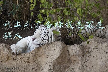 网上刷广告赚钱是不是骗人