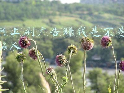 网上刷广告赚钱是不是骗人
