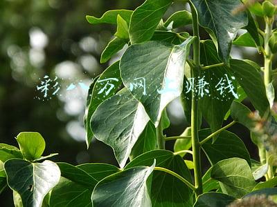 彩八万网上赚钱